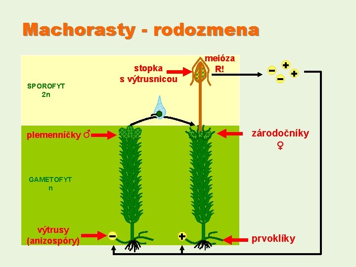 Machorasty - rodozmena SPOROFYT 2 n plemenníčky ♂ stopka s výtrusnicou meióza R! zárodočníky