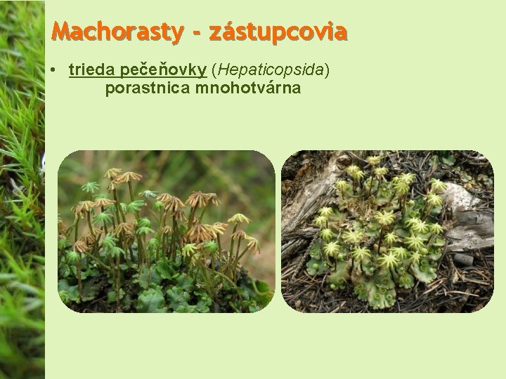 Machorasty - zástupcovia • trieda pečeňovky (Hepaticopsida) porastnica mnohotvárna 