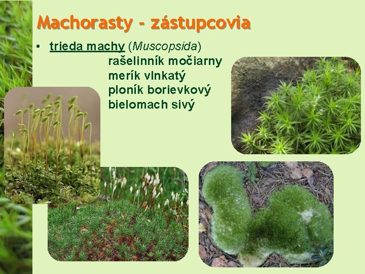 Machorasty - zástupcovia • trieda machy (Muscopsida) rašelinník močiarny merík vlnkatý ploník borievkový bielomach