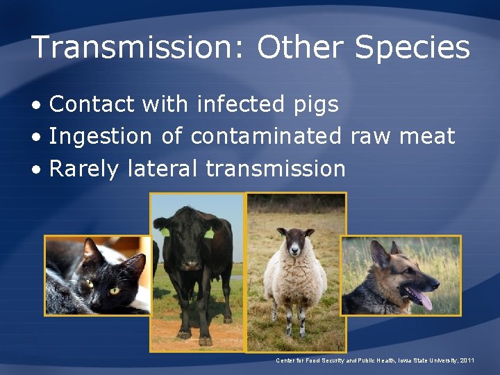Transmission: Other Species • Contact with infected pigs • Ingestion of contaminated raw meat