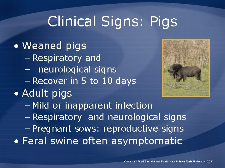 Clinical Signs: Pigs • Weaned pigs – Respiratory and – neurological signs – Recover