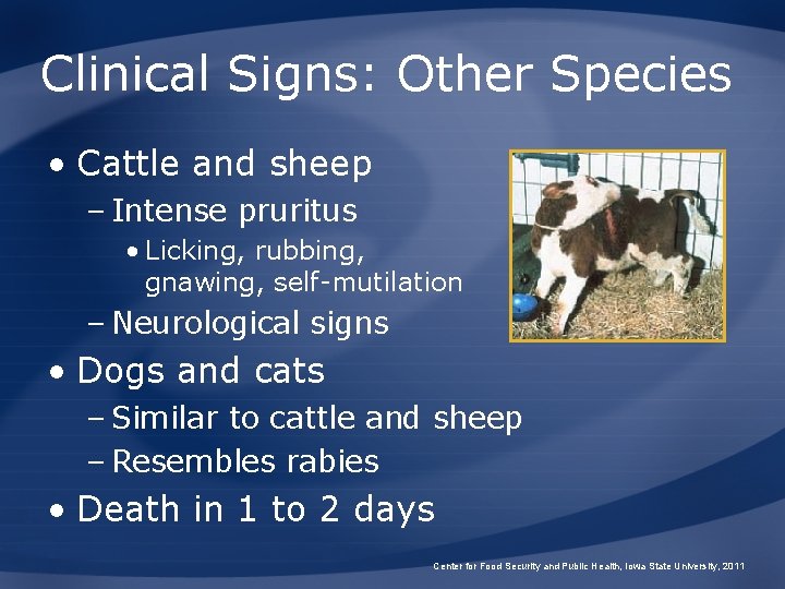 Clinical Signs: Other Species • Cattle and sheep – Intense pruritus • Licking, rubbing,