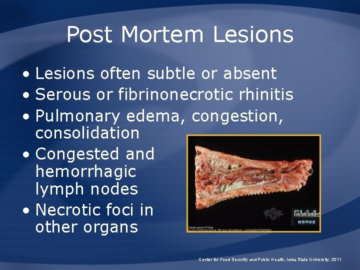 Post Mortem Lesions • Lesions often subtle or absent • Serous or fibrinonecrotic rhinitis