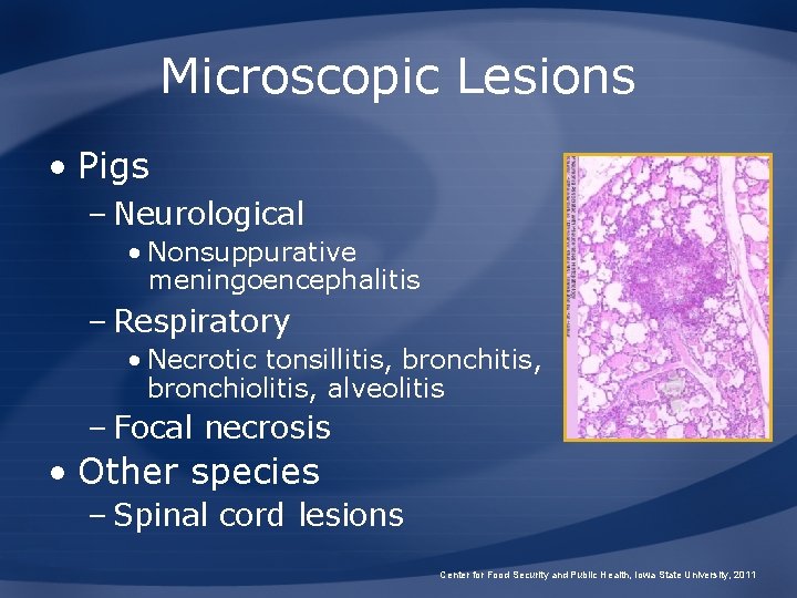 Microscopic Lesions • Pigs – Neurological • Nonsuppurative meningoencephalitis – Respiratory • Necrotic tonsillitis,