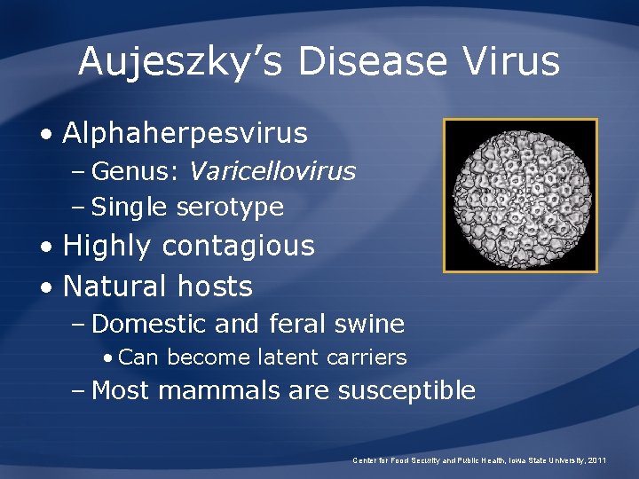 Aujeszky’s Disease Virus • Alphaherpesvirus – Genus: Varicellovirus – Single serotype • Highly contagious