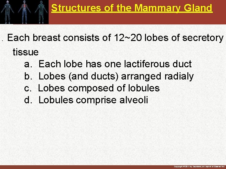 Structures of the Mammary Gland. Each breast consists of 12~20 lobes of secretory tissue
