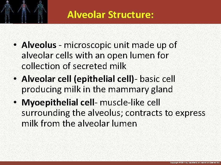 Alveolar Structure: • Alveolus - microscopic unit made up of alveolar cells with an