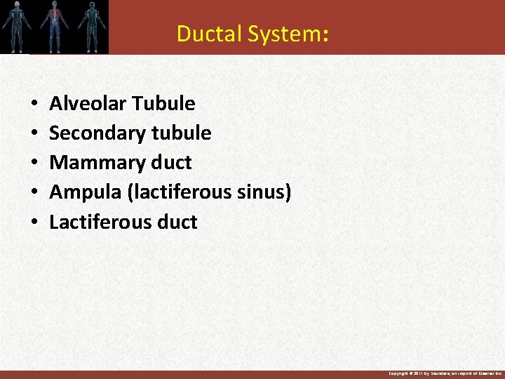 Ductal System: • • • Alveolar Tubule Secondary tubule Mammary duct Ampula (lactiferous sinus)