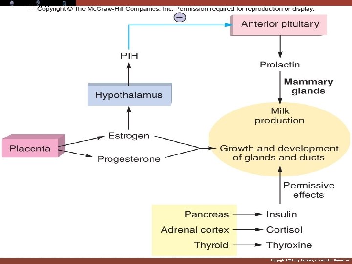 Fig. 20. 53 Copyright © 2011 by Saunders, an imprint of Elsevier Inc. 