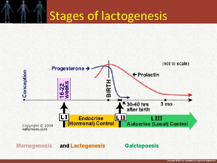 Stages of lactogenesis Mamogenesis and Lactogenesis Galctopoesis Copyright © 2011 by Saunders, an imprint