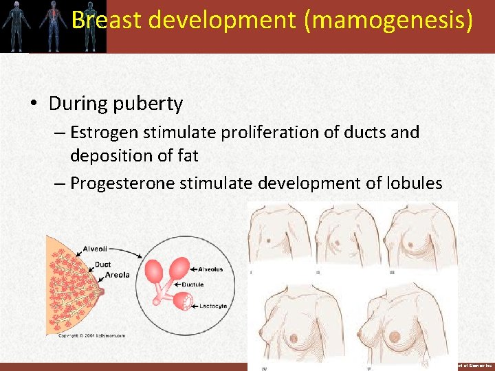Breast development (mamogenesis) • During puberty – Estrogen stimulate proliferation of ducts and deposition
