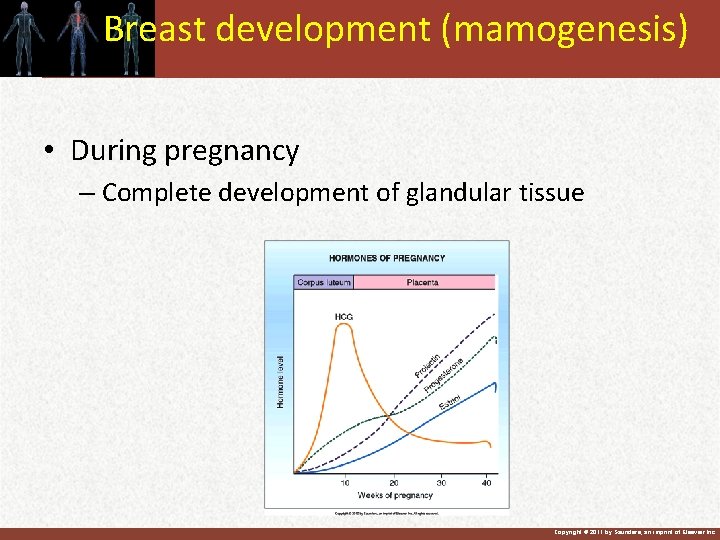 Breast development (mamogenesis) • During pregnancy – Complete development of glandular tissue Copyright ©