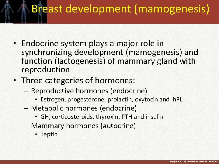 Breast development (mamogenesis) • Endocrine system plays a major role in synchronizing development (mamogenesis)