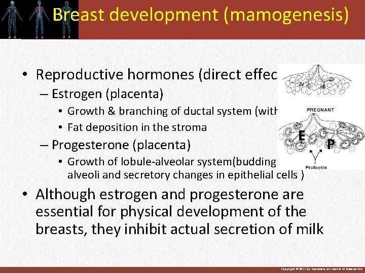 Breast development (mamogenesis) • Reproductive hormones (direct effect) – Estrogen (placenta) • Growth &