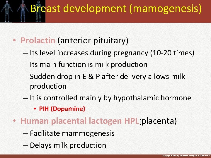 Breast development (mamogenesis) • Prolactin (anterior pituitary) – Its level increases during pregnancy (10