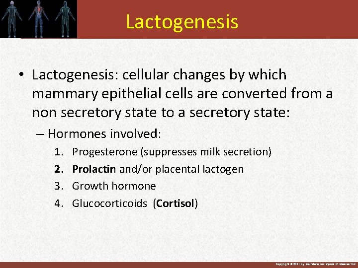 Lactogenesis • Lactogenesis: cellular changes by which mammary epithelial cells are converted from a