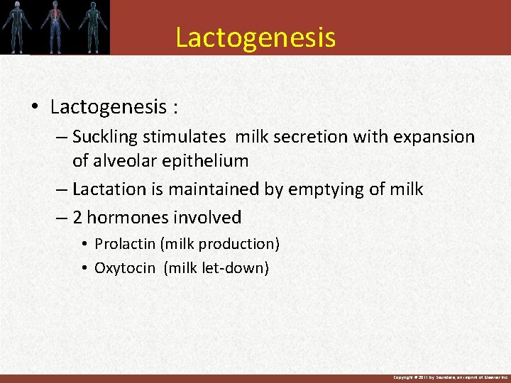 Lactogenesis • Lactogenesis : – Suckling stimulates milk secretion with expansion of alveolar epithelium