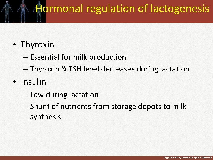 Hormonal regulation of lactogenesis • Thyroxin – Essential for milk production – Thyroxin &