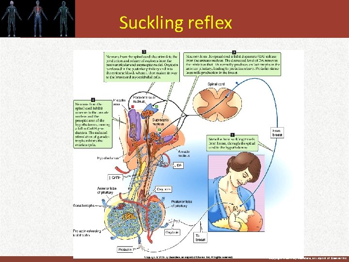 Suckling reflex Copyright © 2011 by Saunders, an imprint of Elsevier Inc. 