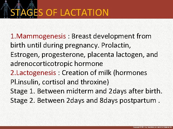 STAGES OF LACTATION 1. Mammogenesis : Breast development from birth until during pregnancy. Prolactin,