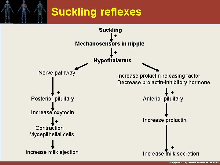 Suckling reflexes Suckling + Mechanosensors in nipple + Hypothalamus Nerve pathway + Posterior pituitary