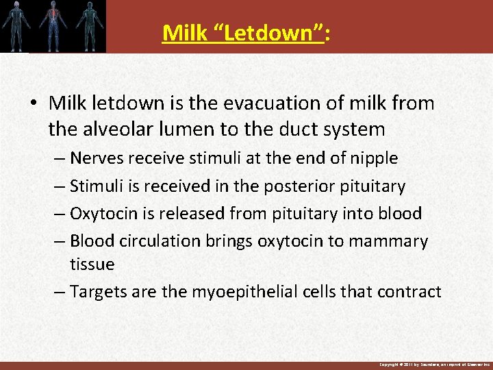 Milk “Letdown”: • Milk letdown is the evacuation of milk from the alveolar lumen