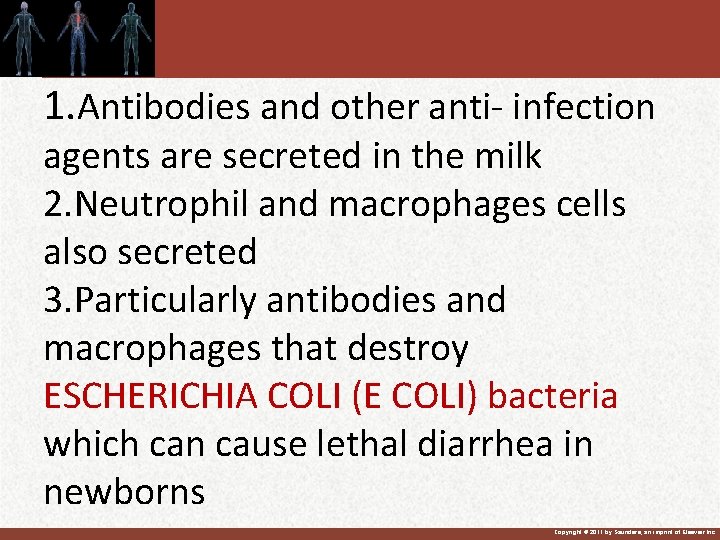 1. Antibodies and other anti- infection agents are secreted in the milk 2. Neutrophil