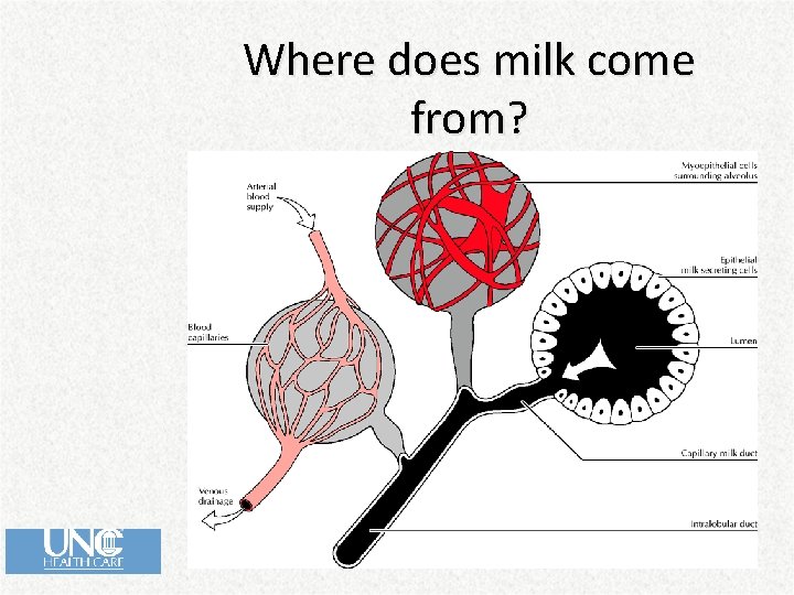 Where does milk come from? 