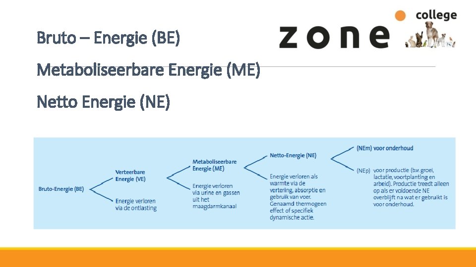 Bruto – Energie (BE) Metaboliseerbare Energie (ME) Netto Energie (NE) 