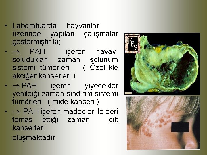  • Laboratuarda hayvanlar üzerinde yapılan çalışmalar göstermiştir ki; • PAH içeren havayı soludukları