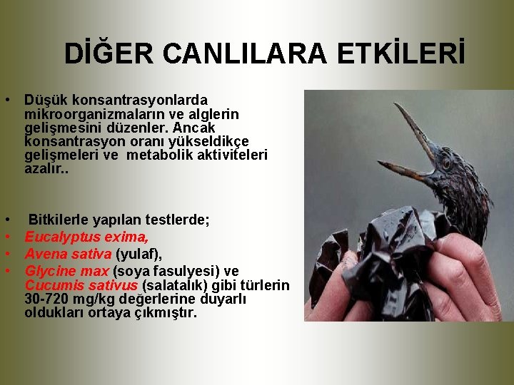 DİĞER CANLILARA ETKİLERİ • Düşük konsantrasyonlarda mikroorganizmaların ve alglerin gelişmesini düzenler. Ancak konsantrasyon oranı