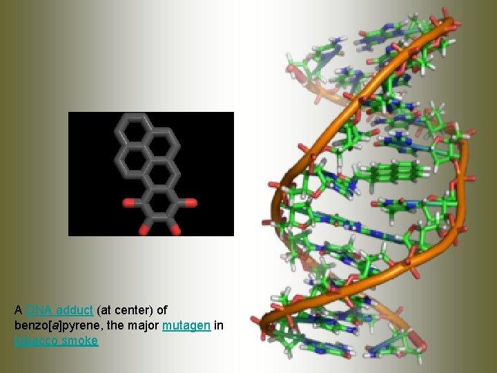 A DNA adduct (at center) of benzo[a]pyrene, the major mutagen in tobacco smoke 