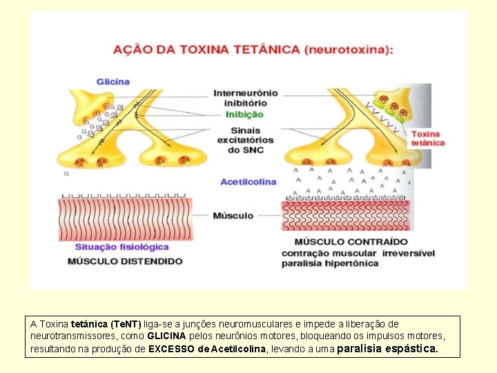 A Toxina tetânica (Te. NT) liga-se a junções neuromusculares e impede a liberação de