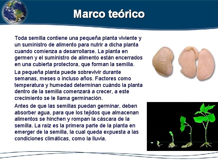 Marco teórico Toda semilla contiene una pequeña planta viviente y un suministro de alimento