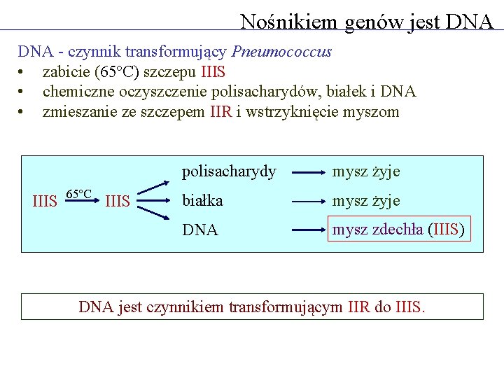 Nośnikiem genów jest DNA - czynnik transformujący Pneumococcus • zabicie (65ºC) szczepu IIIS •