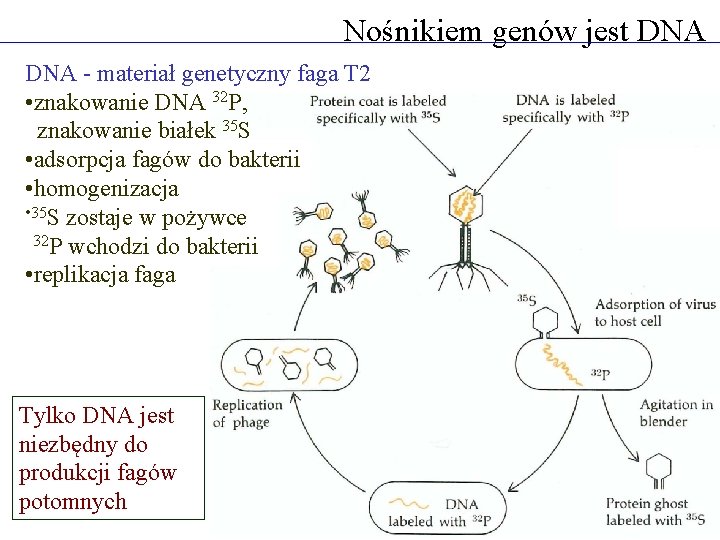 Nośnikiem genów jest DNA - materiał genetyczny faga T 2 • znakowanie DNA 32