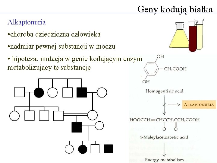 Geny kodują białka Alkaptonuria • choroba dziedziczna człowieka • nadmiar pewnej substancji w moczu