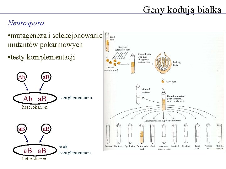 Geny kodują białka Neurospora • mutageneza i selekcjonowanie mutantów pokarmowych • testy komplementacji Ab