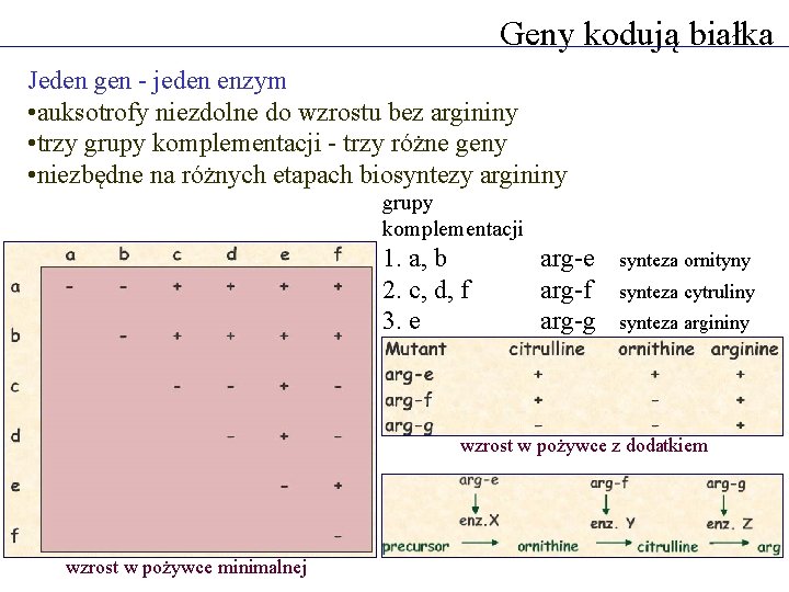 Geny kodują białka Jeden gen - jeden enzym • auksotrofy niezdolne do wzrostu bez