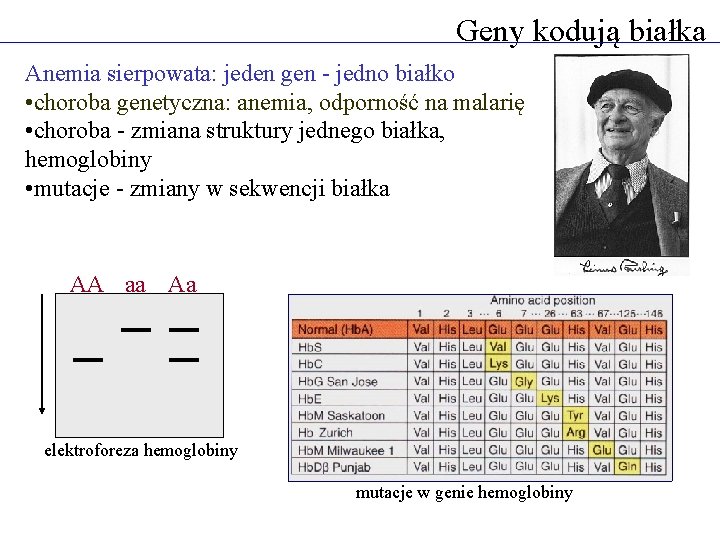 Geny kodują białka Anemia sierpowata: jeden gen - jedno białko • choroba genetyczna: anemia,