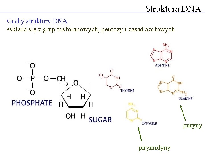 Struktura DNA Cechy struktury DNA • składa się z grup fosforanowych, pentozy i zasad