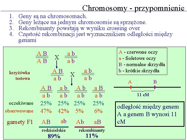 Chromosomy - przypomnienie 1. 2. 3. 4. Geny są na chromosomach. Geny leżące na