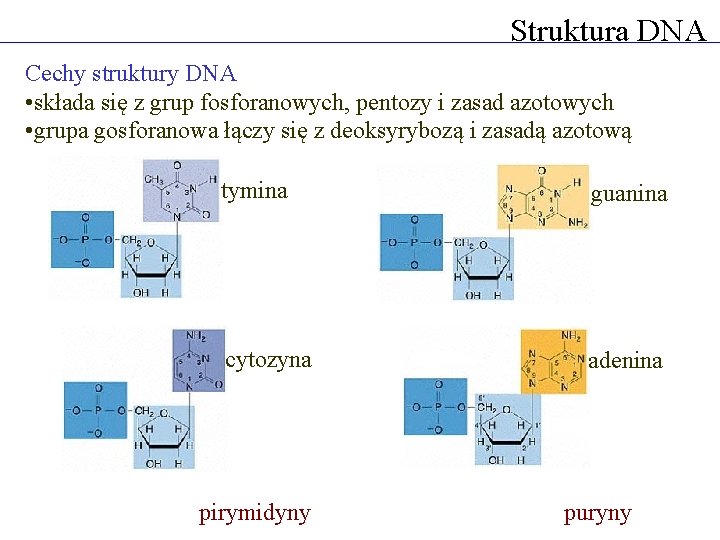 Struktura DNA Cechy struktury DNA • składa się z grup fosforanowych, pentozy i zasad