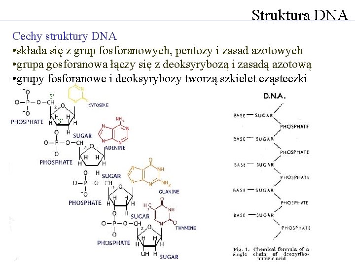 Struktura DNA Cechy struktury DNA • składa się z grup fosforanowych, pentozy i zasad