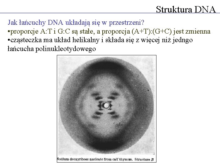 Struktura DNA Jak łańcuchy DNA układają się w przestrzeni? • proporcje A: T i