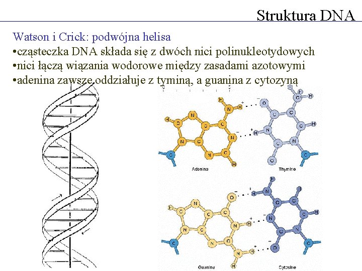 Struktura DNA Watson i Crick: podwójna helisa • cząsteczka DNA składa się z dwóch