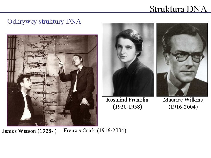 Struktura DNA Odkrywcy struktury DNA Rosalind Franklin (1920 -1958) James Watson (1928 - )