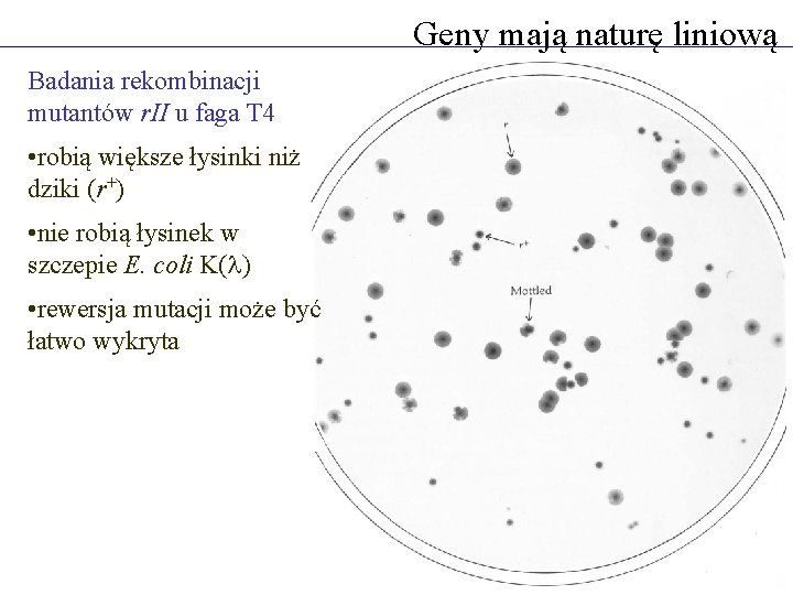 Geny mają naturę liniową Badania rekombinacji mutantów r. II u faga T 4 •