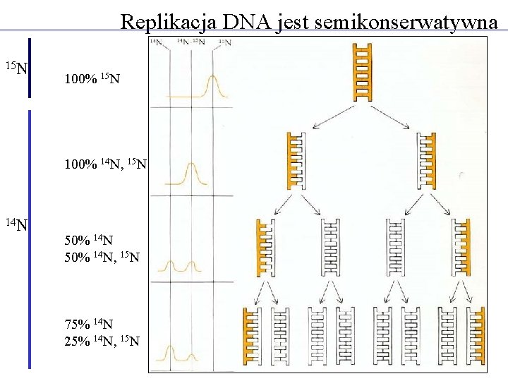 Replikacja DNA jest semikonserwatywna 15 N 100% 14 N, 15 N 14 N 50%