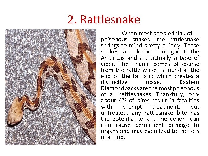 2. Rattlesnake When most people think of poisonous snakes, the rattlesnake springs to mind
